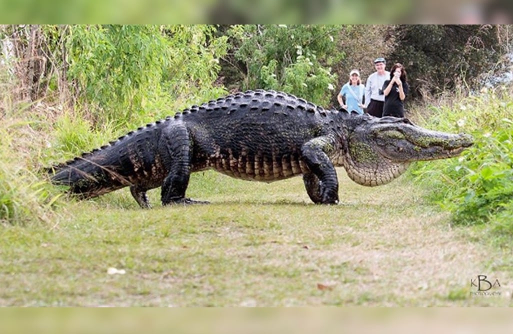 Animals That Could Be The Largest Of Their Respective Species