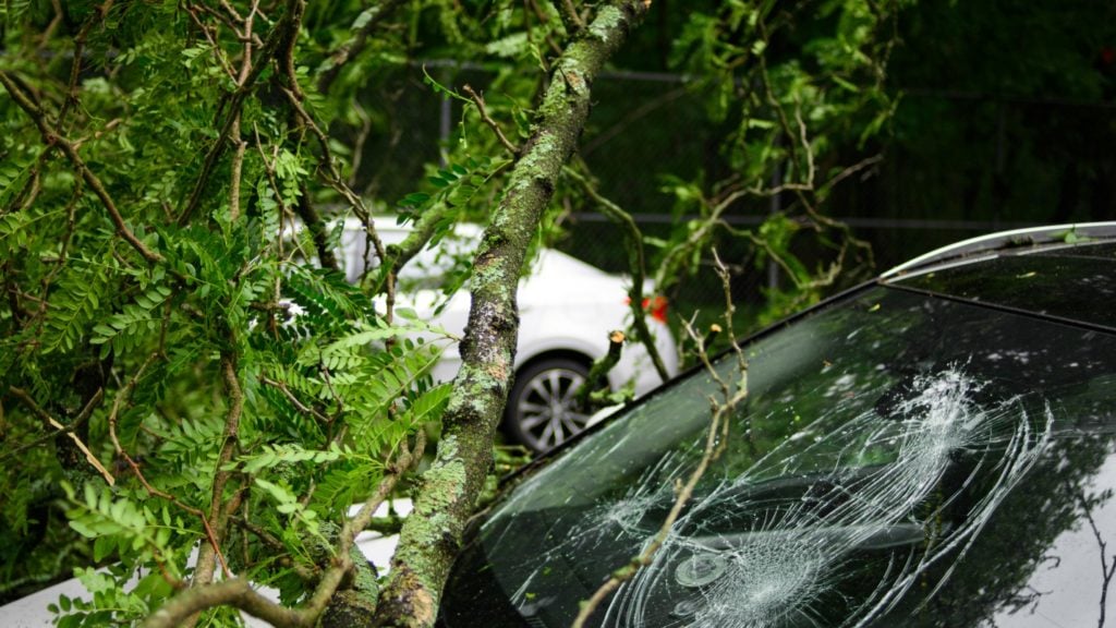 A car of a person who did not have car insurance is damaged by a fallen tree