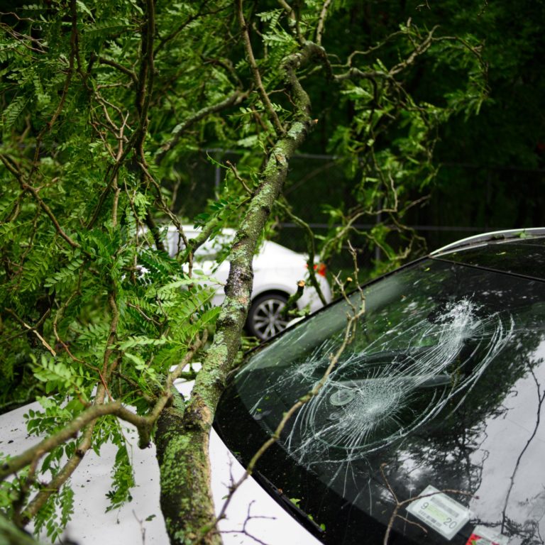 A car of a person who did not have car insurance is damaged by a fallen tree