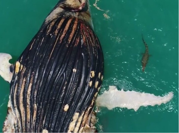 Whale _ Croc