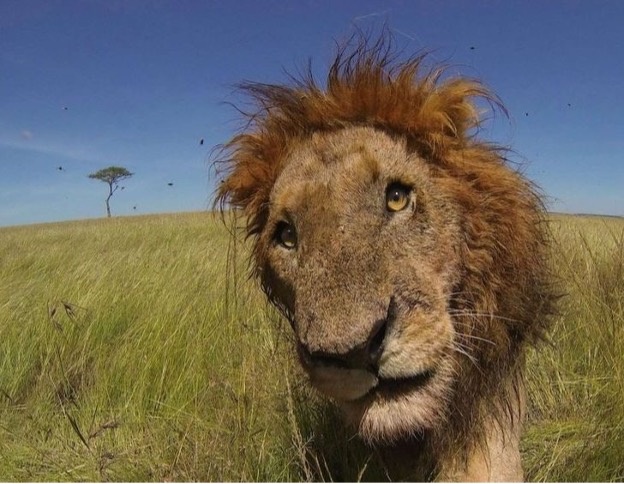Lion