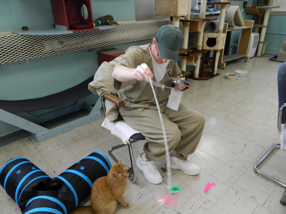 This Jail Takes In Rescue Cats And Surprising Connections Are Made