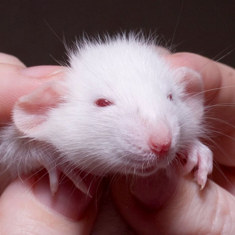 Chicago Woman Brings Home Pet Rats, Their Behavior Pleasantly Surprises Her