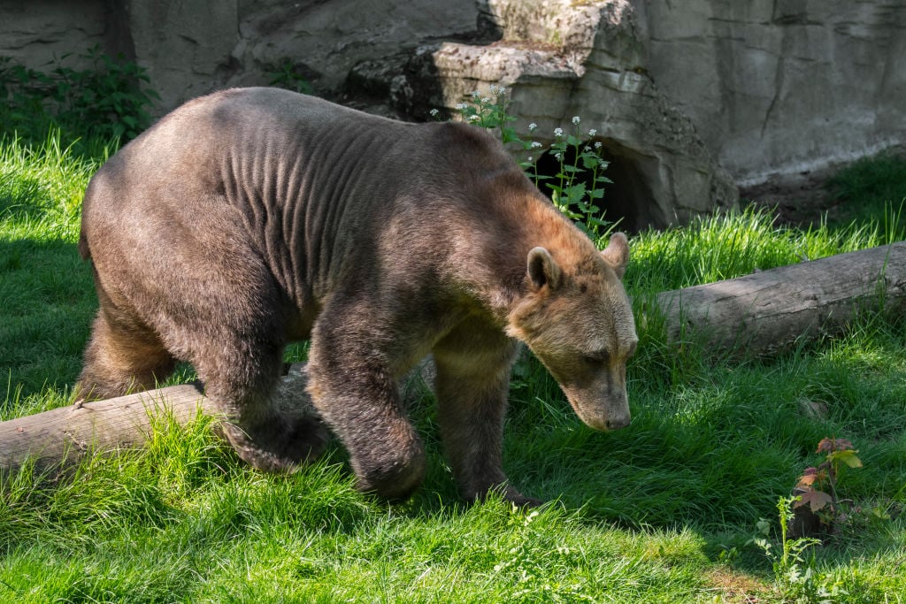 This Man Comes Face to Face With a New Hybrid Species: They Call it the ...