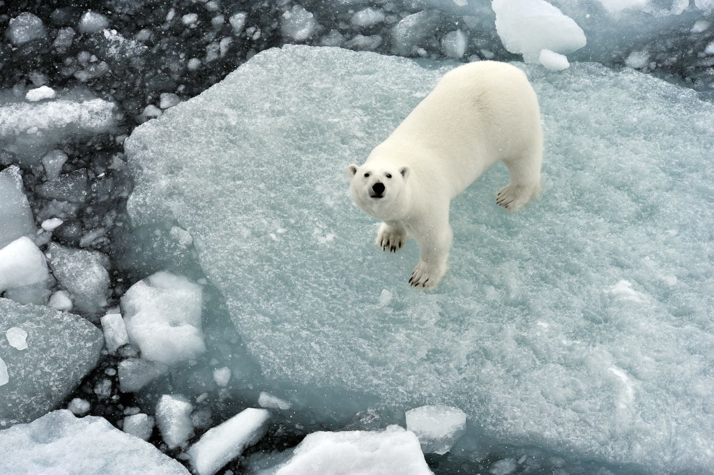 This Man Comes Face to Face With a New Hybrid Species: They Call it the ...