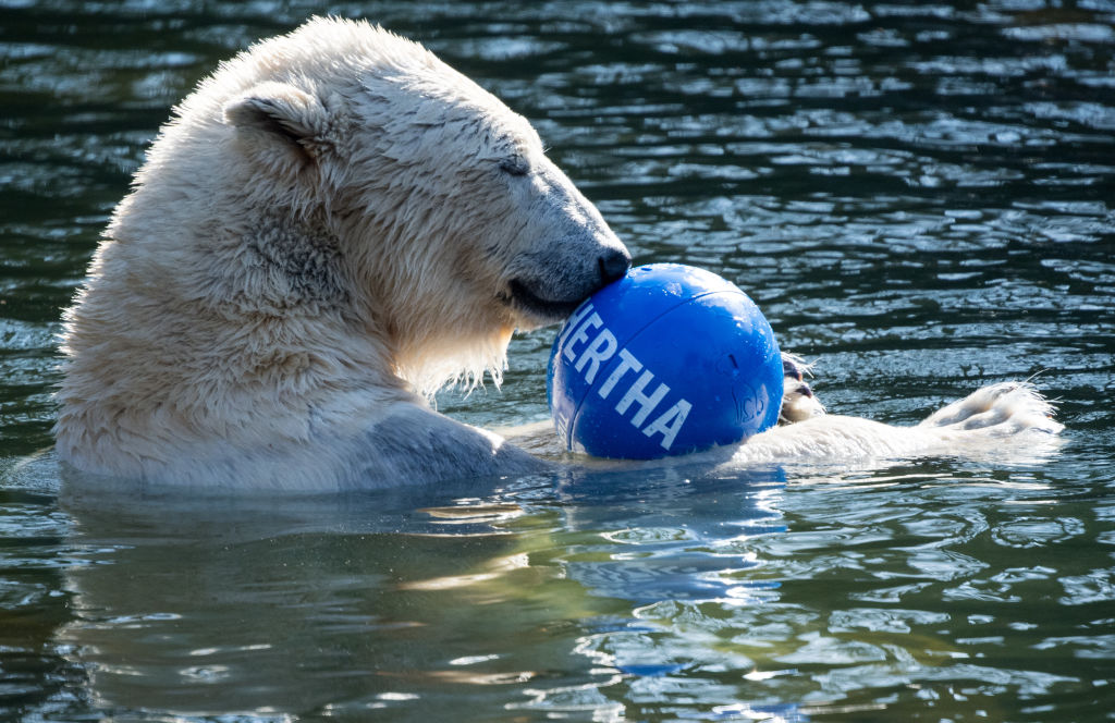 This Man Comes Face to Face With a New Hybrid Species: They Call it the ...