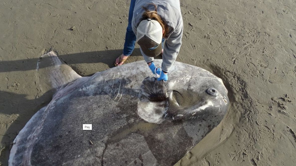 Unusual And Huge Grey Blob Found In California