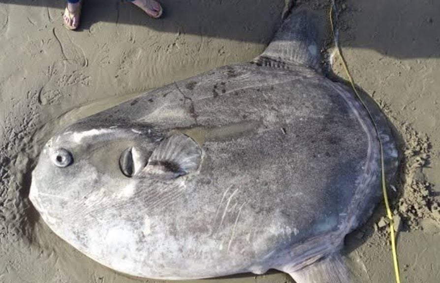 Rare And Massive Grey Blob Discovered In California - Family and Pets