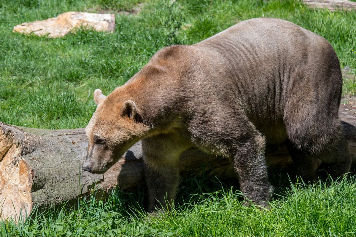 New Mixed Breed Bear Species Discovered Meet The Pizzly TravelFiber